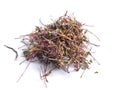 Dried medicinal herbs raw materials on white. Thymus