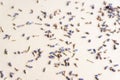 Dried medicinal lavender herb flowers scattered on grey background Royalty Free Stock Photo
