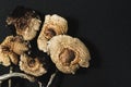 Dried Mexican magic mushrooms is a psilocybe cubensis, a specie of psychedelic mushroom whose main active elements are Royalty Free Stock Photo