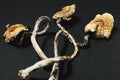 Dried Mexican magic mushrooms is a psilocybe cubensis, a specie of psychedelic mushroom whose main active elements are Royalty Free Stock Photo