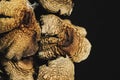 Dried Mexican magic mushrooms is a psilocybe cubensis, a specie of psychedelic mushroom whose main active elements are Royalty Free Stock Photo