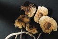 Dried Mexican magic mushrooms is a psilocybe cubensis, a specie of psychedelic mushroom whose main active elements are Royalty Free Stock Photo