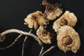 Dried Mexican magic mushrooms is a psilocybe cubensis, a specie of psychedelic mushroom whose main active elements are Royalty Free Stock Photo