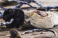 Dried Mexican magic mushrooms is a psilocybe cubensis, whose main active elements are psilocybin and psilocin - Mexican Psilocybe Royalty Free Stock Photo