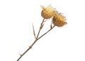 Dried milk Thistle plant on white background. Scotch thistle, Cardus marianus Royalty Free Stock Photo