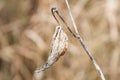Dried Milkweed Seeds in Golden Winter Vegetation and Blurred Background