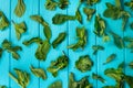 Dried mint on the blue wood background