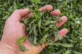 Dried mint, natural and organic fresh mint pictures, dried mint sauce into the picture to make soup, dry dried mint, dried mint in