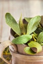 Dried mistletoe leaves