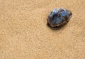 Dried Monetaria moneta shell on sand Royalty Free Stock Photo