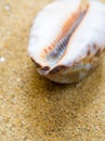 Dried Monetaria moneta shell on beach Royalty Free Stock Photo