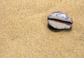 Monetaria moneta shell on the sand Royalty Free Stock Photo