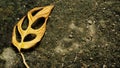 Dried monstera leaf are fall on the ground. brown dry, wilted leaf on mossy ground. Right copy space. Royalty Free Stock Photo