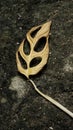 Dried monstera leaf are fall on the ground. brown dry leaf . wilted leaf on mossy ground. Royalty Free Stock Photo