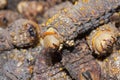 Dried Mopane worms, Gonimbrasia belina Royalty Free Stock Photo