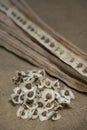 Dried Moringa pods and seeds on sackcloth