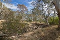 Dried Mosquito Creek line at Naracoorte forest during Autumn in Royalty Free Stock Photo