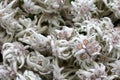 Dried mountain flower - Edelweiss Royalty Free Stock Photo