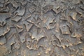 Dried mud Royalty Free Stock Photo