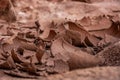 Dried Mud Curls Up Away from Ground Royalty Free Stock Photo