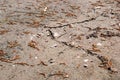 Dried mud in the pond. Close, landscape. Soil drying cracks in the earth`s crust climate change, ecological catastrophe of the Ear