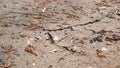 Dried mud in the pond. Close, landscape. Soil drying cracks in the earth`s crust climate change, ecological catastrophe of the Ear Royalty Free Stock Photo