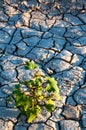 Dried Mud In Texas. Santa Elena Canyon And Rio Grande. Royalty Free Stock Photo