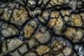 Dried mud from mud volcanoes Royalty Free Stock Photo