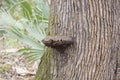 Dried Mushroom on a Tree Trunk Royalty Free Stock Photo