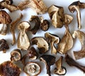 Dried mushrooms. Royalty Free Stock Photo
