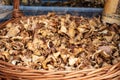 Dried mushrooms close-up Royalty Free Stock Photo