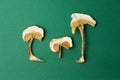 Dried mushrooms isolated on a green background. Hallucinogenic mushrooms