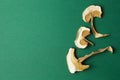 Dried mushrooms isolated on a green background. Hallucinogenic mushrooms. Space for text