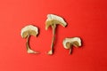 Dried mushrooms isolated on a red background. Hallucinogenic mushrooms