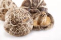 Dried Mushrooms Royalty Free Stock Photo
