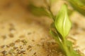 Dried natural basil spice Ocimum basilicum  dried herbs and salt. Spices, paprika, salt, basil, on a wooden plate. macro shootin Royalty Free Stock Photo