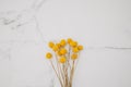 Dried natural decorative yellow flowers Craspedia globosa on white marble background