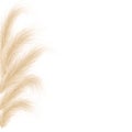 Dried natural pampas grass. Floral ornamental elements in boho style. Vector illustration of cortaderia selloana. New