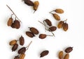 Dried Neem seeds also known as Azadirachta indica is dried herb