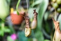 Dried Nepenthes alata Blanco close up.