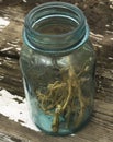 Dried Nettle Roots in Blue Vintage Jar