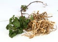 Dried nettle roots and fresh plant