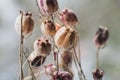 Dried Nigella flowers close-up view. Sadness, autumn melancholy, depression, mourn, grief concept