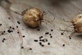 dried nigella seed pods and seeds on a wooden surface