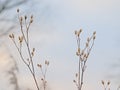 Dried nipplewort seeds in winter