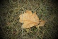 A dried oak leaf lies on the grass. Autumn leaf close up. Faded autumn grass. Vignette