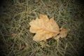 A dried oak leaf lies on the grass. Autumn leaf close up. Faded autumn grass. Vignette