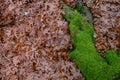 Dried oak leaves and moss in the forest Royalty Free Stock Photo