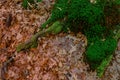 Dried oak leaves and moss in the forest Royalty Free Stock Photo