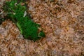 Dried oak leaves and moss in the forest Royalty Free Stock Photo